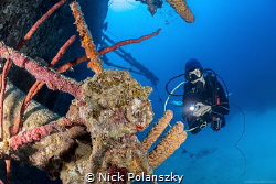 Scuba Diver checking out whats left of the wheel on the w... by Nick Polanszky 